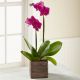 Send The-FTD-Fuchsia-Phalaenopsis-Orchid to Peru