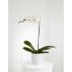 White Orchid Planter