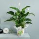 Send Spathiphyllum-plant to Italy
