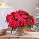Send Individual-Poinsettia-plant-decorated to Spain