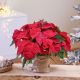 Send Individual-Poinsettia-plant-decorated to Portugal