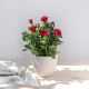 Rosal Rojo
