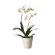 Send White-Orchid to Bulgaria