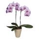 Send Pink-Orchid to Bulgaria