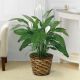 Tranquil Moments Peace Lily Plant