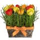 Send Happy-tulip-meadow-Min to Liechtenstein
