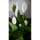Send Pace-Lily to Croatia