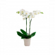 Send Orchid to Croatia