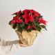 Send Poinsettia to Spain