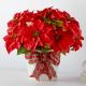 Send Happiest-Holidays-Poinsettia to United States