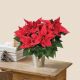 Send Poinsettia-et-son-cache-pot to France