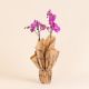 Send Pink-Orchid-Premium-Orchid-Plant to Andorra