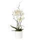 Send White-orchid-in-a-pot to Finland