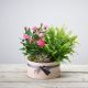 Arrangement Of Plants