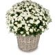 Chrysanthemum Rest in Peace white, for the cemetery