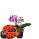 Send Pink-Dream-orchid-with-chocolate-ladybird to Liechtenstein