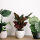 Send Florist-Potted-Plant to Australia