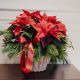 Indoor plant Christmas Dream poinsettia