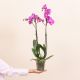 Pink Premium Orchid