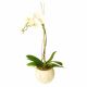 Send Orchid-In-Ceremic-Vase-Subject-to-availability to South Africa