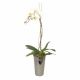 Send Orchid-in-Deco-Vase to Lesotho