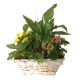 Send Mixed-Plants-in-Basket to Lesotho