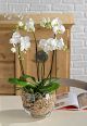 Send 4-Orchid-Branches-Min to Italy