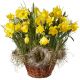 Send A-Basket-Filled-with-Daffodils-planted to Switzerland