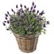 Send A-Basket-of-Lavender to Switzerland