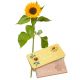 Send A-Small-Sun-1-sunflower-with-bar-of-chocolate-Hello-Sunshine to Liechtenstein
