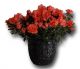 Send Azalea-ChristineSiena-Min to Belgium