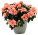 Send Azalea to Madagascar