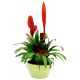 Send Bromelias to Benin