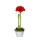 Send Christmas-amaryllis to Sweden