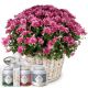 Send Chrysanthemum-pink-in-a-basket-with-Gottlieber-tea-gift-set to Liechtenstein