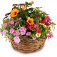 Send Delicate-Summer-Garden to Austria