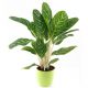 Send Greenplant to Austria