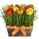 Send Happy-tulip-meadow to Liechtenstein