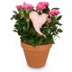 Send Heartfelt-Surprise-rose-plant-with-heart to Liechtenstein