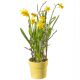 Send Hello-Spring- to Liechtenstein