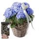 Send Hydrangea-blue-with-Heart-and-Minor-Split-in-trendy-gift-tin to Switzerland