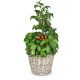 Send Italian-Feeling-basil-tomato-plant to Switzerland