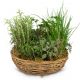 Send Little-herb-garden-planted to Austria