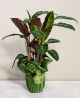 Send Maranta to Italy