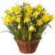 Send Narcissi-in-a-Basket-planted to Switzerland