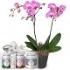 Send Pink-Dream-orchid-with-Gottlieber-tea-gift-set to Switzerland