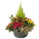 Send Plants-arrangement-for-funeral to Luxembourg