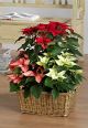 Send Poinsettia-plants-in-basket-Min to Italy