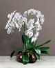Send Preziosa-orchidea to Italy