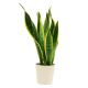 Send Sansevieria-Max to Austria